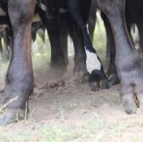 Tierwohl bei Kühen mit Ampel messbar machen